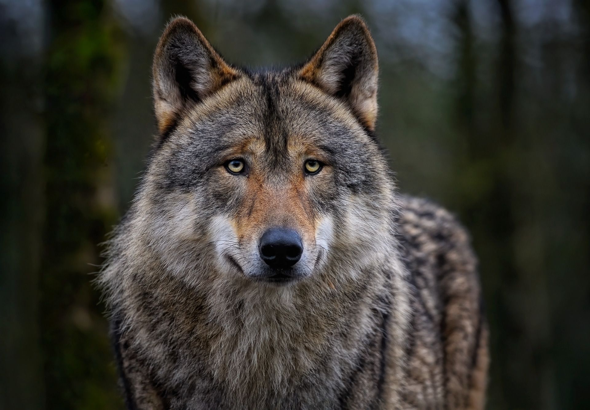 Loup, où es-tu ?