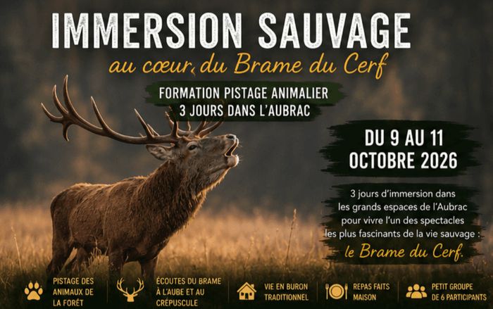 Immersion Sauvage, au cœur du brame du cerf
