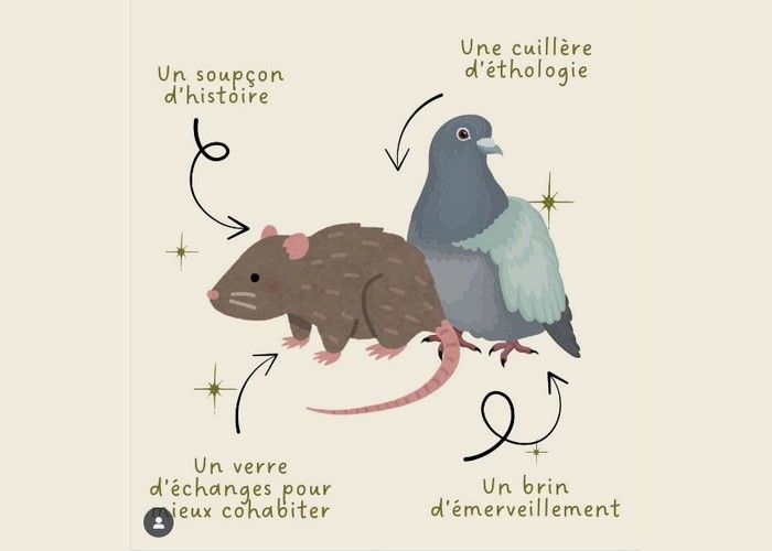 Connaissons-nous vraiment nos voisins ? Découvrons les rats et les pigeons