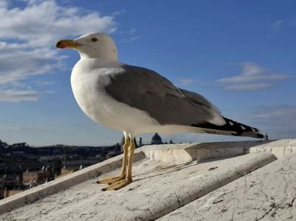 Balade à la découverte des oiseaux