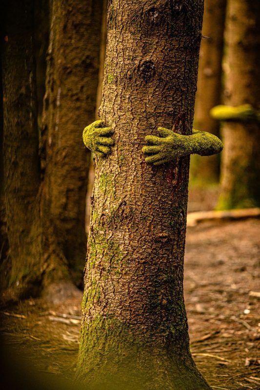 Installation Tree Hug par l'artiste Monsieur Plant