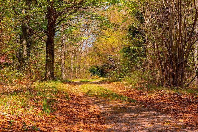 Balade nature à la découverte du majestueux brame du cerf