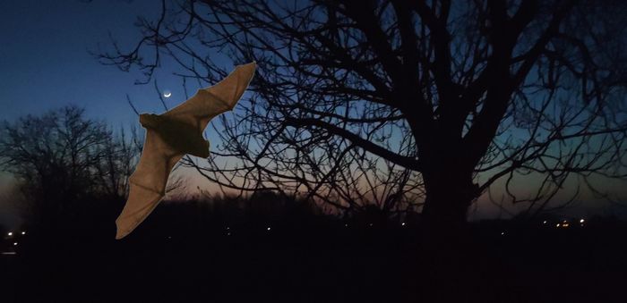 Nuit de la Chauve-Souris à Rachecourt-sur-Marne (Haute-Marne)