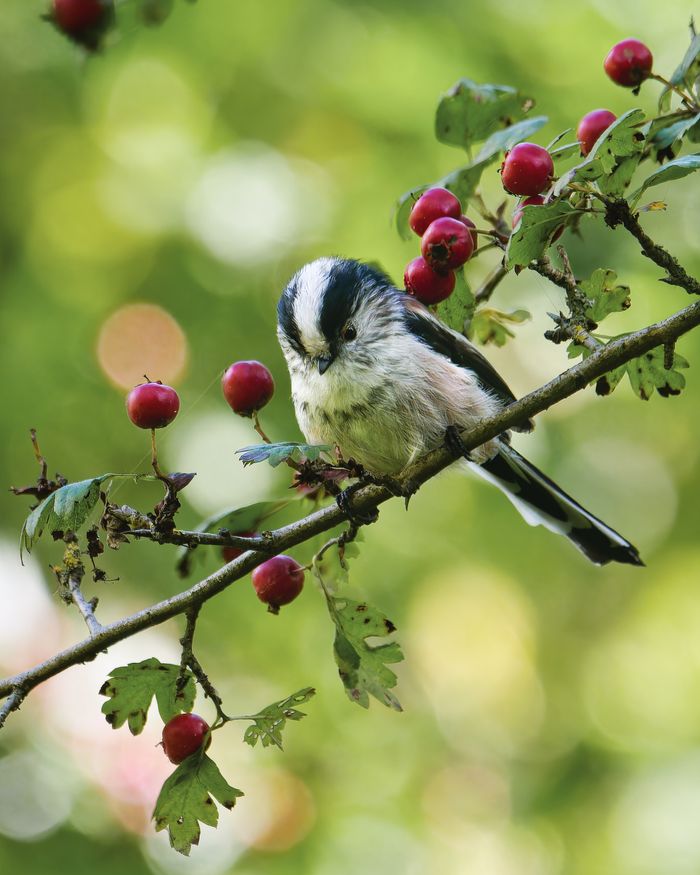 COMPLET /Vert par Nature : initiation à la photographie naturaliste