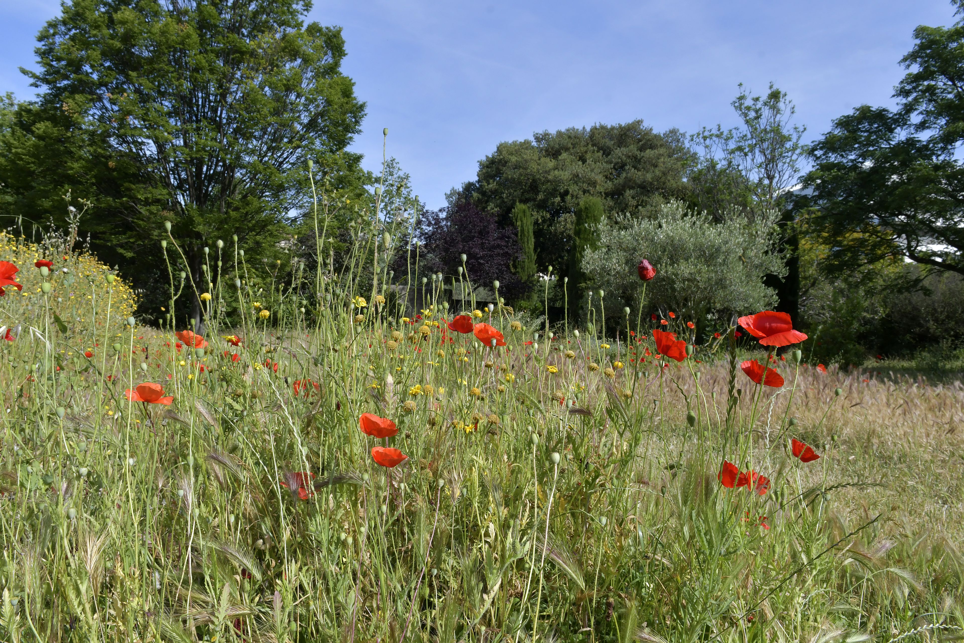 DU PARC BORTOLI AU PARC BORELY 
Visite balade « Trame verte - Patrimoine végétal »