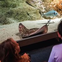 Nourrisage commenté du bassin des raies