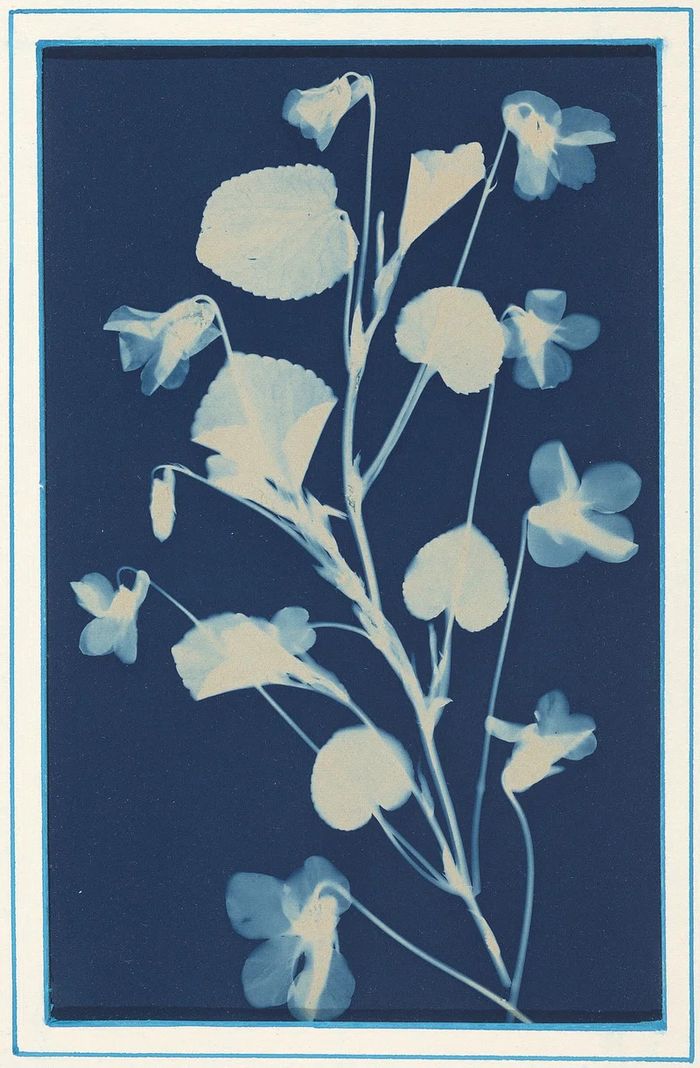 Atelier Cyanotype