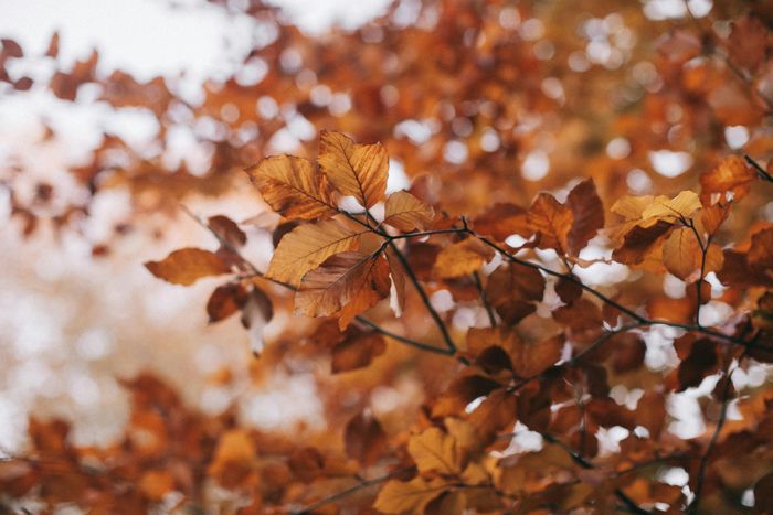 50e Salon d'art d'automne