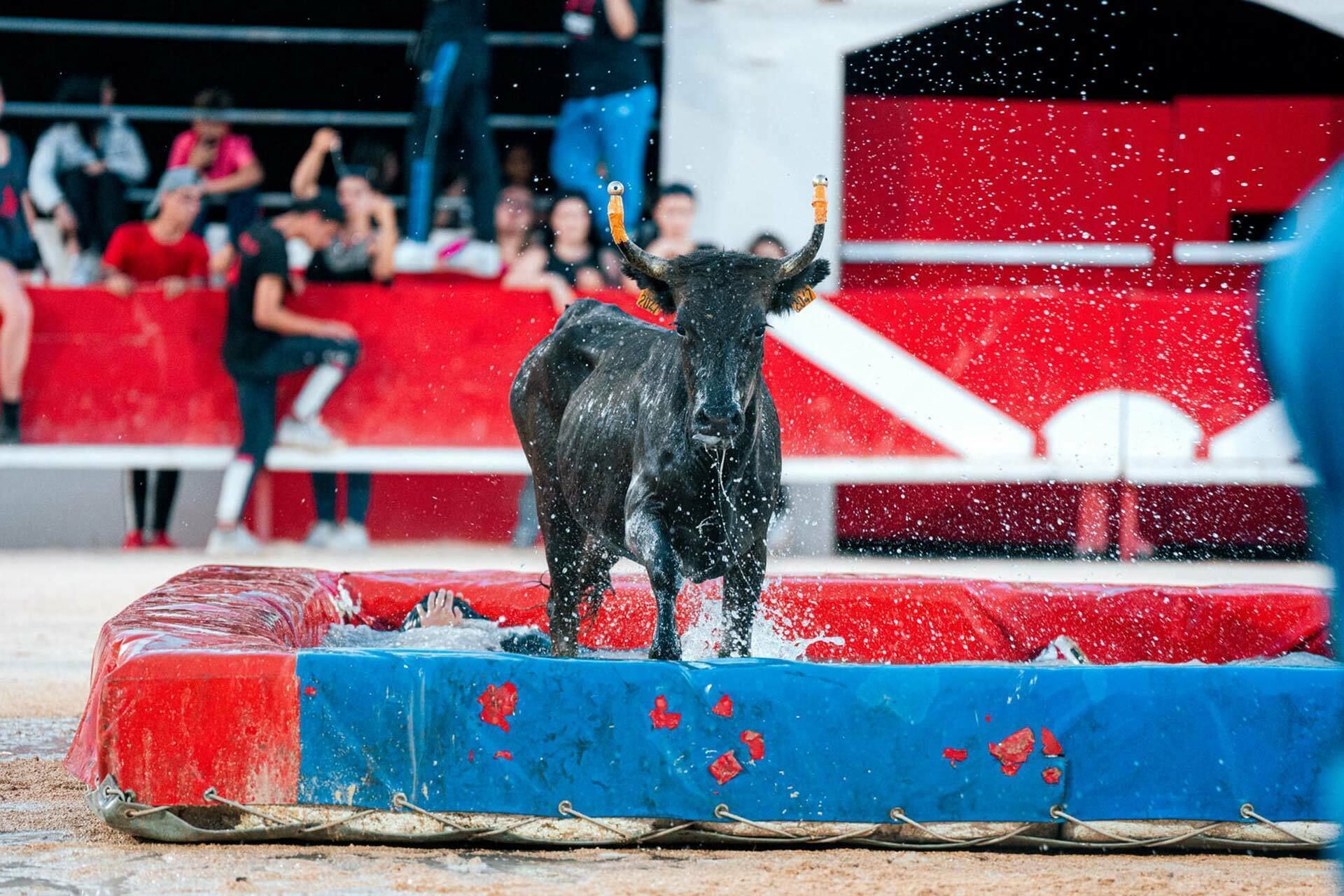 Toro piscine