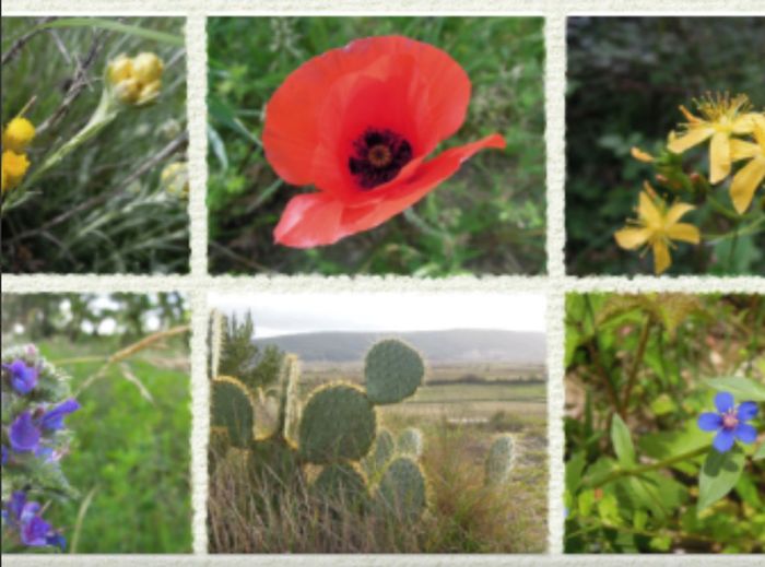 Sortie botanique "Les plantes de la garrigue"