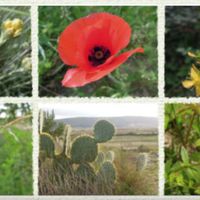 Sortie botanique "Les plantes de la garrigue"