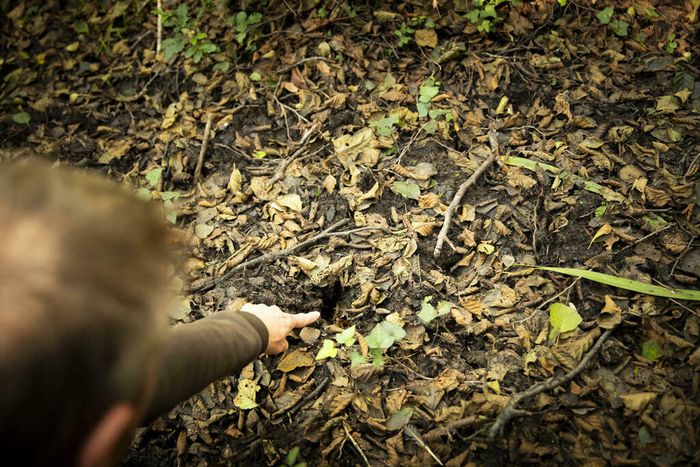 Sur la piste des animaux de la forêt