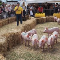 Fête du cochon