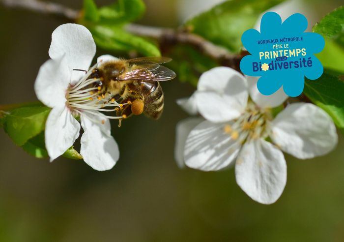 Stand SPIPOLL : suivi photographique des insectes pollinisateurs
