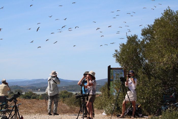 Découverte de la migration des oiseaux au Roc de Conilhac !