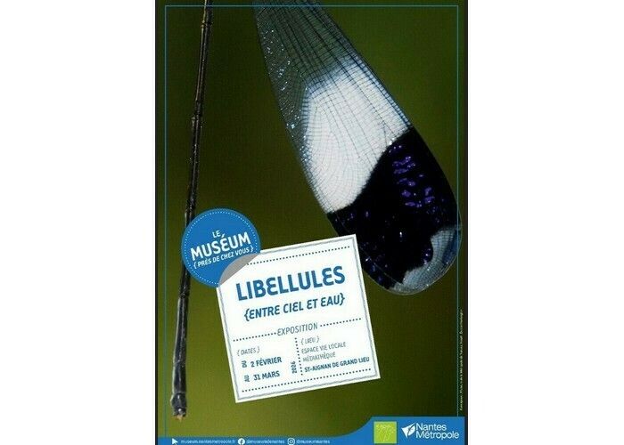 Exposition Libellules à Saint-Aignan de Grand Lieu