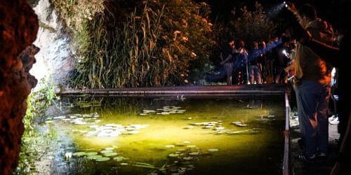 Visite naturaliste du Jardin botanique à la lampe torche