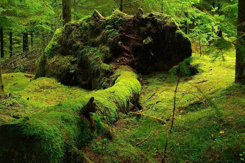 Les arbres remarquables des Alpes-Maritimes - Conférence par Vincent Kulesza, naturaliste