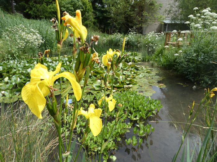 À l'occasion des Journées du Patrimoine, partez à la découverte du patrimoine végétal menacé au fil d'une visite guidée du Jardin Botanique.