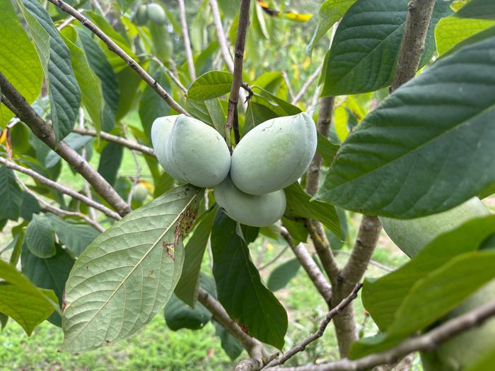 Visite libre : petite fête des plantes de fruitiers hors du commun et agrumes rustiques