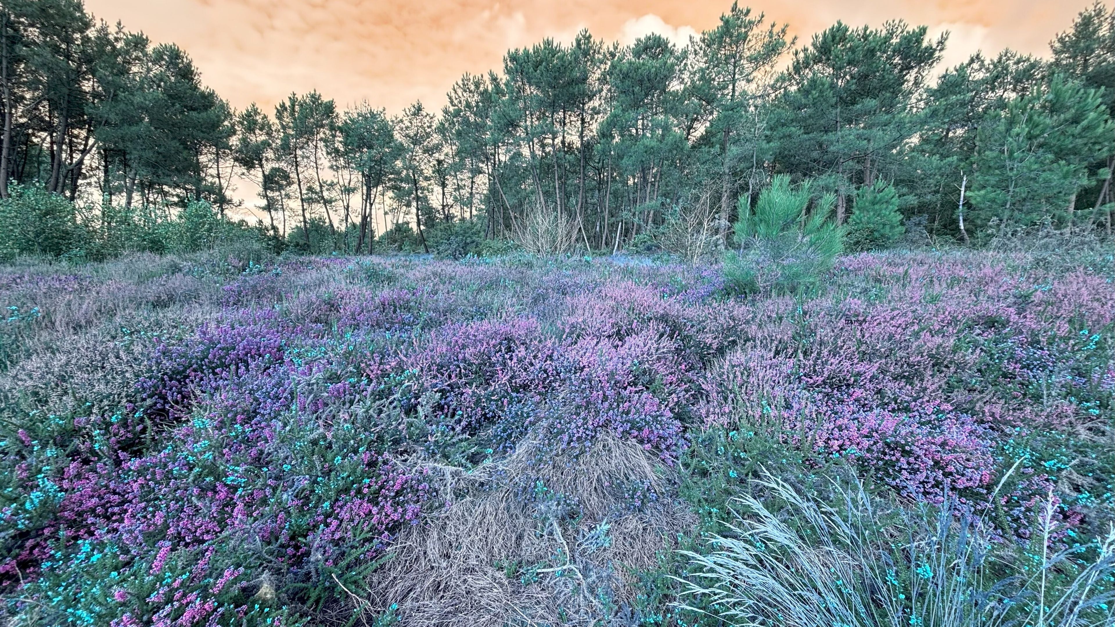 Les Landes au fil du temps