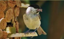 Protecting Garden Wildlife with the Ecosite du Bourgailh