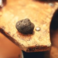 La nuit de la truffe