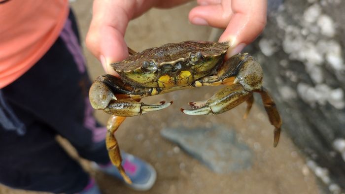 Les petites bêtes des rochers