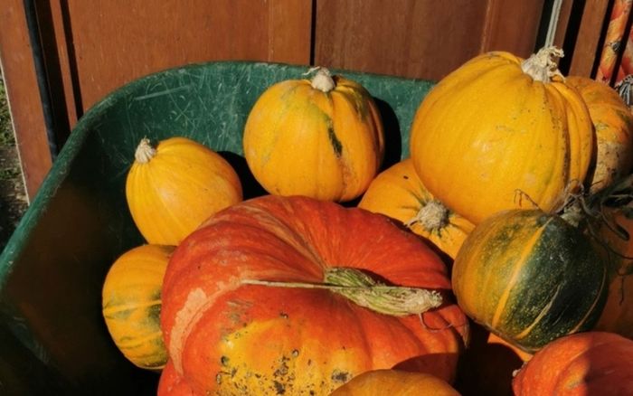 Fête de la soupe au jardin partagé