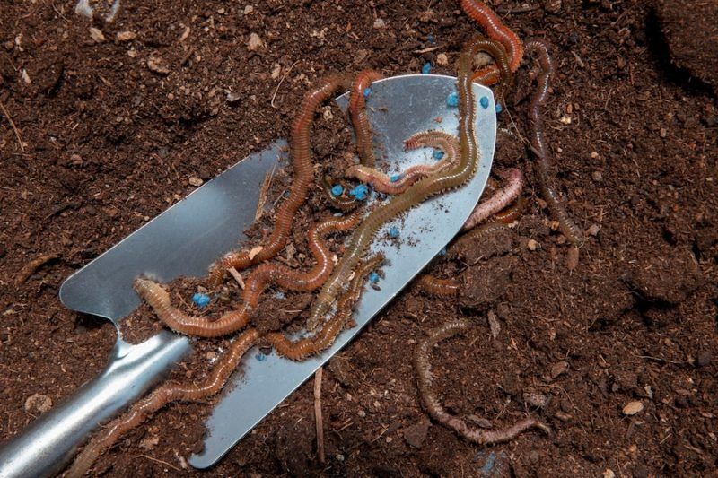 Les petits travaux du jardin