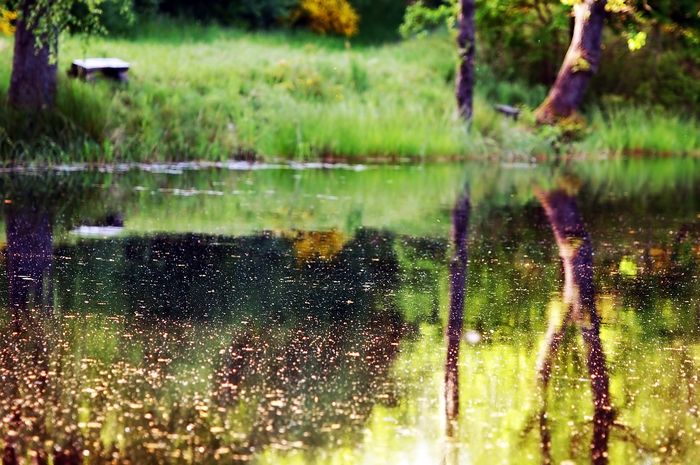 Jardiner au naturel à BÈGLES
