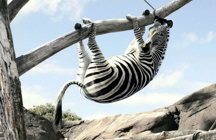 Petrouchka - Pourquoi un zèbre est-il un zèbre ?