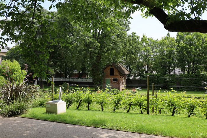 Venez participer aux vendanges de la parcelle de vignes du musée et déguster la précédente cuvée.