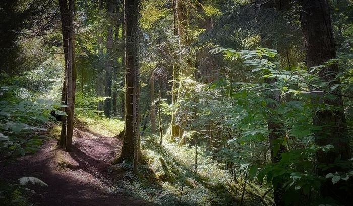 Bain de forêt guidé