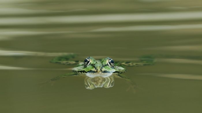 A la découverte des Amphibiens