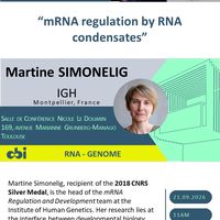 Martine Simonelig, IGH (Montpellier)