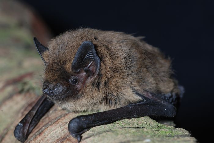 Nuit Internationale de la Chauve-souris
