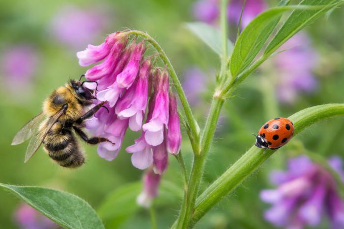Balade : à la découverte des pollinisateurs