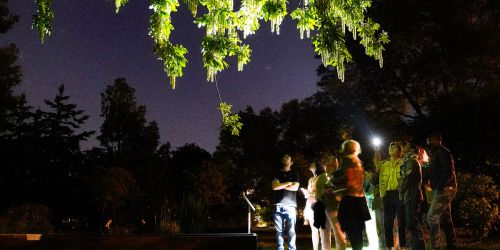 Visite botanique du Jardin à la lampe torche