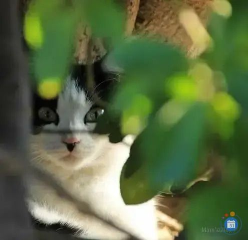 Vide grenier des chats errants et abandonnés