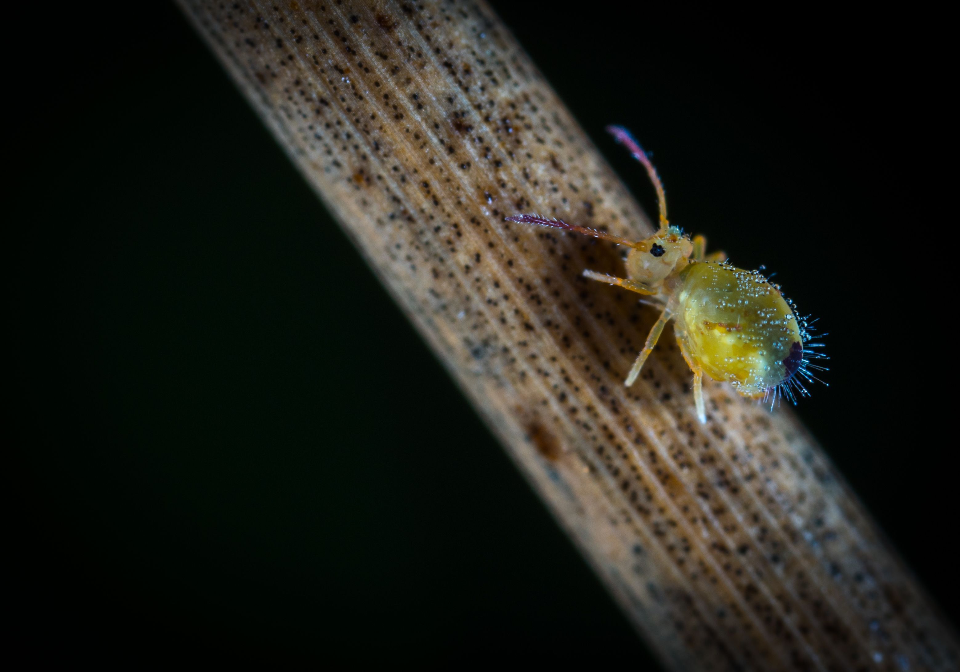 L'incroyable biodiversité de nos sols