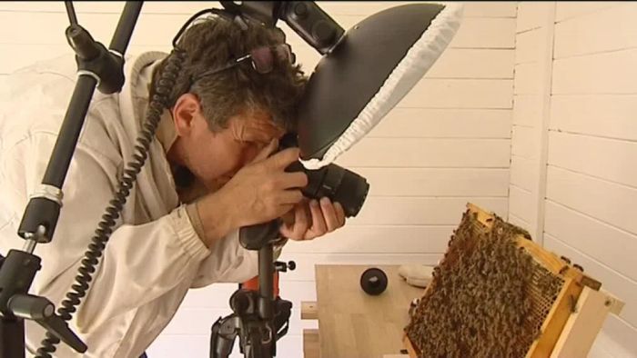 Exposition d’Éric Tourneret, surnommé “le photographe des abeilles”,