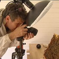 Exposition d’Éric Tourneret, surnommé “le photographe des abeilles”,