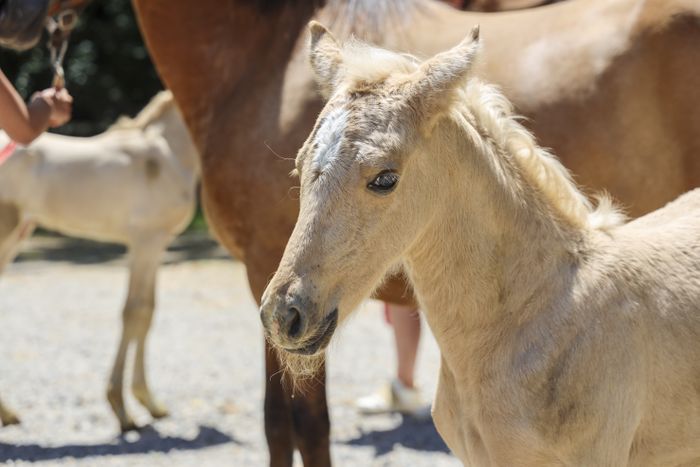 Fête du cheval au poney club de Carmantran