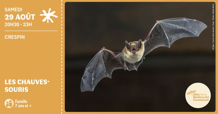 Les chauves-souris