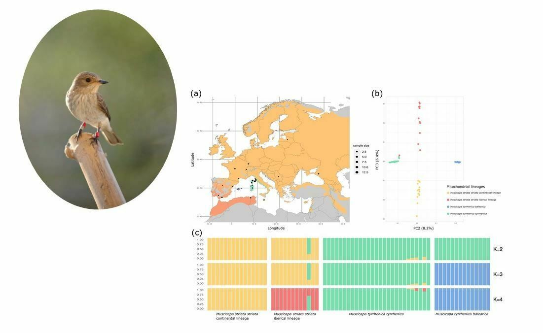 Speciation in European flycatchers: the role of life-history traits and structural variants in genomic landscapes of introgression