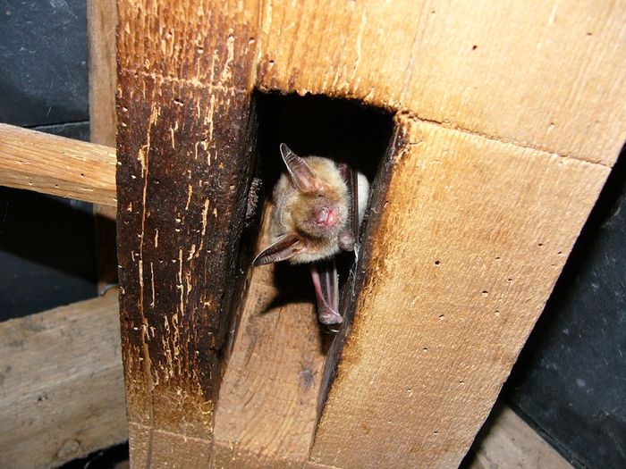 Rencontre avec les chauves-souris