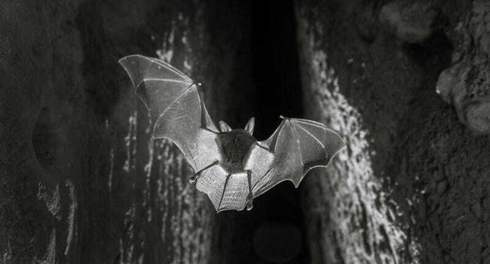 Projection film "Espalungue, royaume des chauves-souris"
