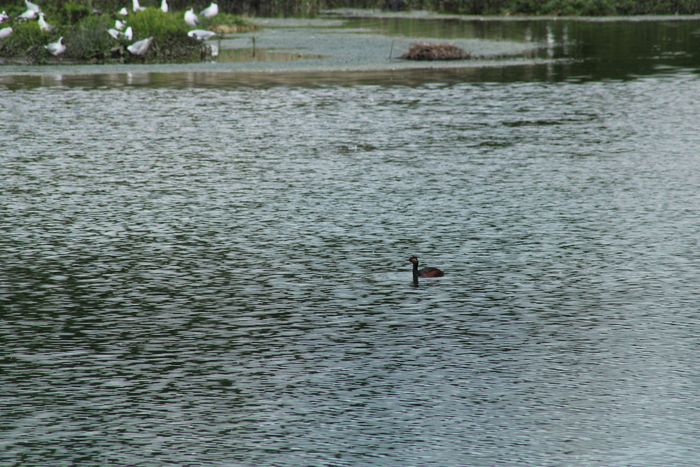 Sortie nature coorganisée par l'Agence des Espaces Verts d'Île de France