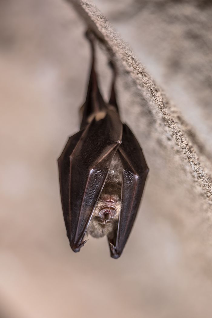 Nuit de la chauve-souris à l’Abbaye de Saint-Riquier